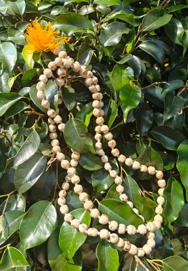 Tulsi Japmala 108+1 Beads - Image 2