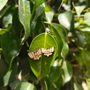 Lotus shape Tulsi Earrings