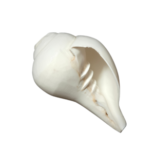 Vamavarti Blowing Shankh (5 Inch) – Natural Left-Turning Conch Shell for Puja, Aarti & Rituals - Thumbnail Image 3
