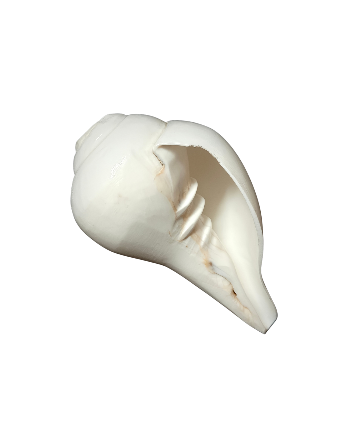 Vamavarti Blowing Shankh (5 Inch) – Natural Left-Turning Conch Shell for Puja, Aarti & Rituals - Image 3