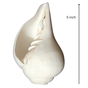 Vamavarti Blowing Shankh (5 Inch) – Natural Left-Turning Conch Shell for Puja, Aarti & Rituals - Thumbnail Image 2