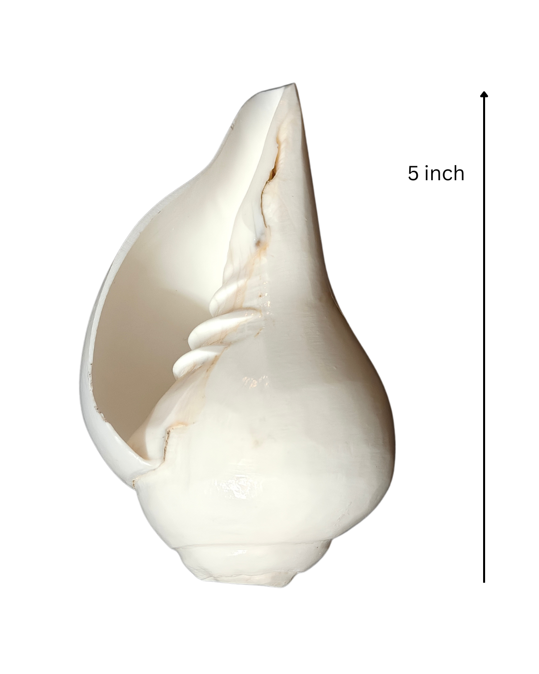 Vamavarti Blowing Shankh (5 Inch) – Natural Left-Turning Conch Shell for Puja, Aarti & Rituals - Image 2