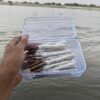 Pure Tulsi Wood Wick Sticks | Traditional Puja & Deepak Seva Wicks (Pack of 36 sticks) - Thumbnail Image 5